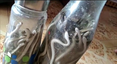 अबब! खड्ड्यात एक दोन नव्हे आढळले तब्बल ९८ साप