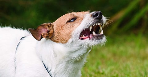 dog bite