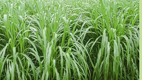 Grass