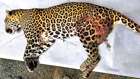 वाघाची दहशत काही संपेना : हल्ल्यात देघांचा मृत्यू तर एका घटनेत बिबट ठार