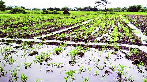 farm