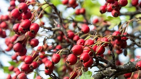 hawthorn berry