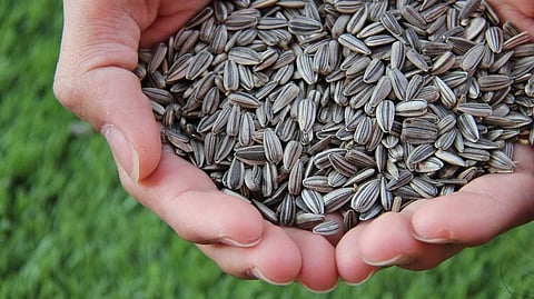 Bogus Seed Sale