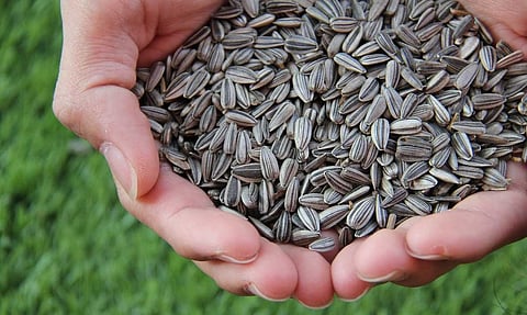 seed subsidy