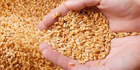 Grains