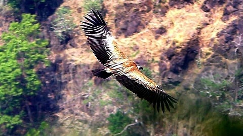 griffon vulture
