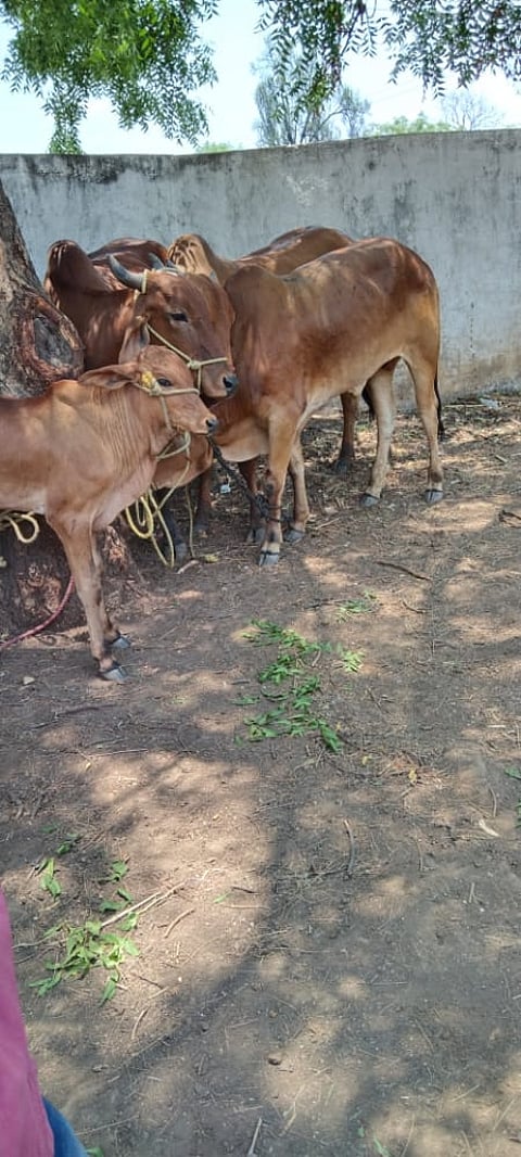 गायी