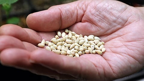 seeds