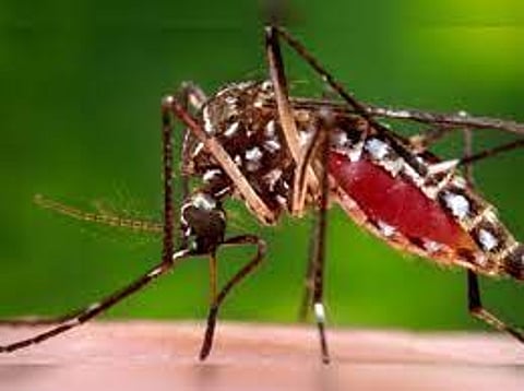 dengue