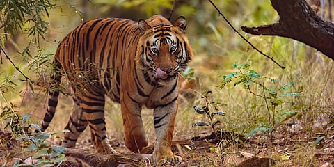 Tiger