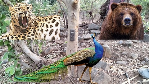 Wildlife
