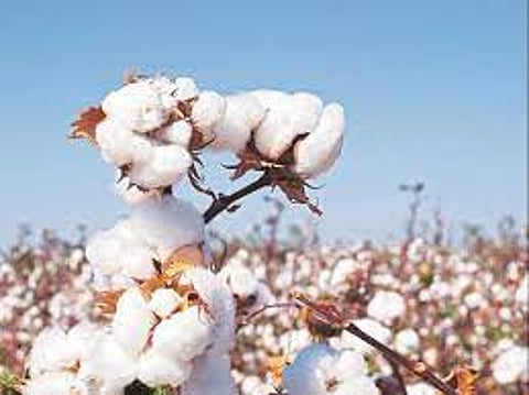 b.t. cotton