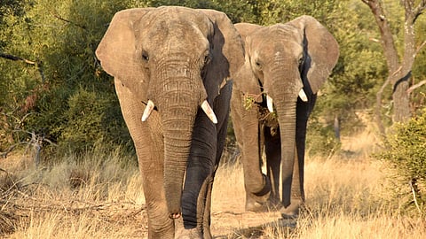 Elephant