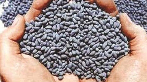 cotton seeds