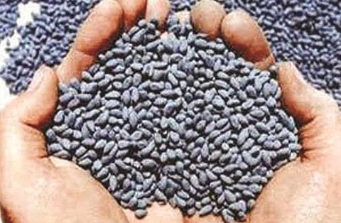 cotton seeds