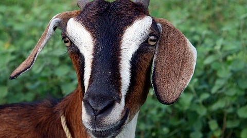 goat