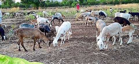 shepherd business