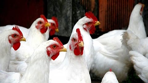 chicken