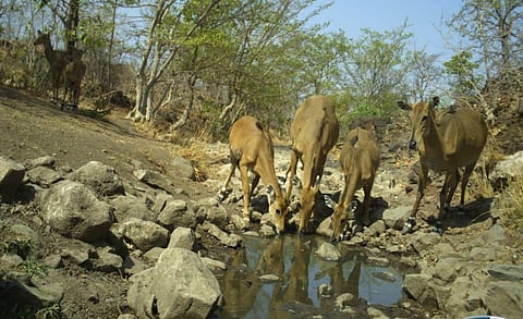 पाण्याच्या शोधात (पक्षिमित्र विजय ढाकणे)