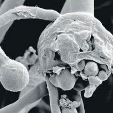 Black Fungs