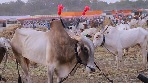 ढवळ्या पवळ्याच्या खरेदी विक्रीला ‘ब्रेक’; शेतकऱ्यांची वाढली अडचण