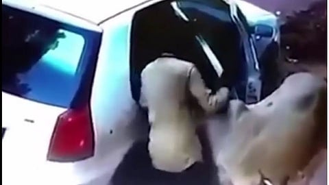 cow robbery