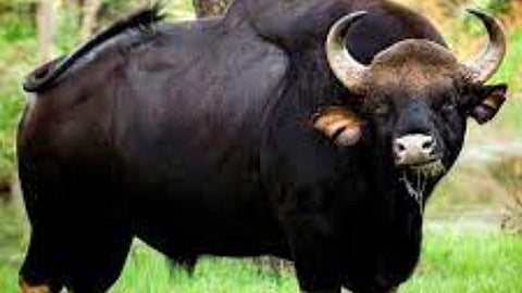 वडगाव शिवारात रानगवा आढळल्याने खळबळ