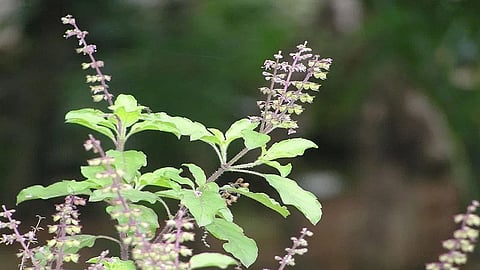 तुळस