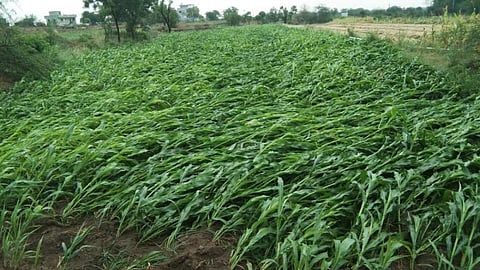 Crop Damage
