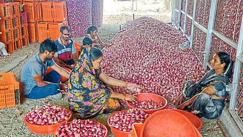 Onion Stored