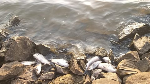 Thousands of fish died
