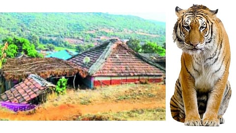 सह्याद्रीच्या जंगलातील वाघोबाचे शेजारी, कोरोनावर भारी!