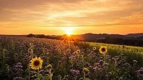 Sunrise