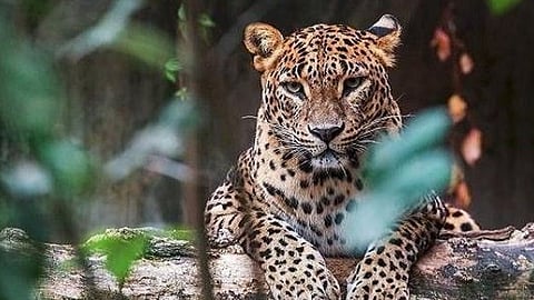 Leopard