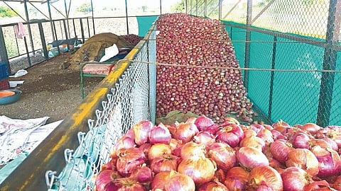 Onion