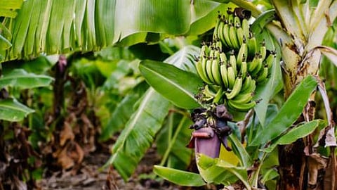 Banana