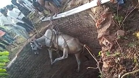 बेतले होते जीवावर पण निभावले शिंगांवर!