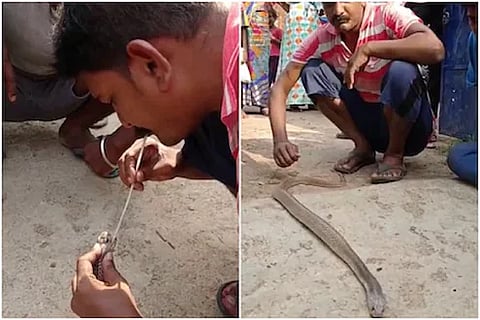 कोब्राचे प्राण वाचवण्यासाठी तरुणाने दिला चक्क तोंडाने श्वास