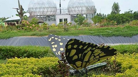 Butterfly