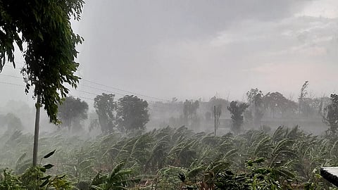 चापानेर परिसरात पावसाचा फटका केळीच्या बागाला बसला.