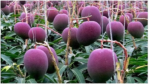 Miyazaki Mango