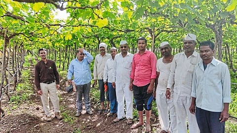 yeola grapes