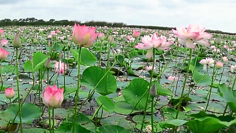lotus in dam