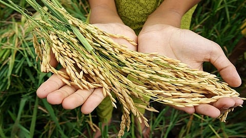 Agriculture