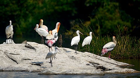 Migrant Birds