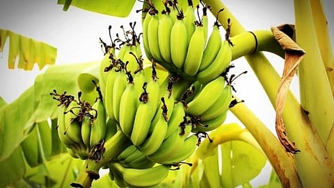 Banana crop