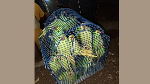 Parrot