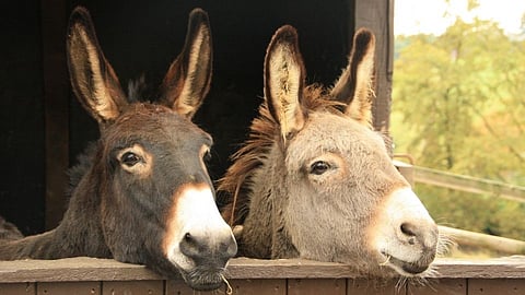 Donkey