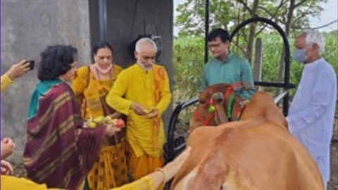 cow