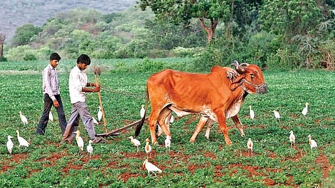 Kharif